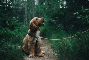 Blaasontsteking bij honden