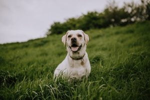 gewricht problemen bij honden
