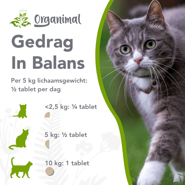 Gedrag In Balans - Katten - Afbeelding 2