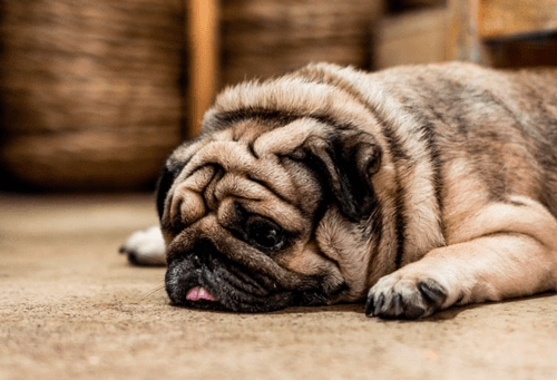 Hond moet afvallen