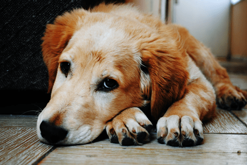 Zieke hond