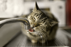 Blaasontsteking katten