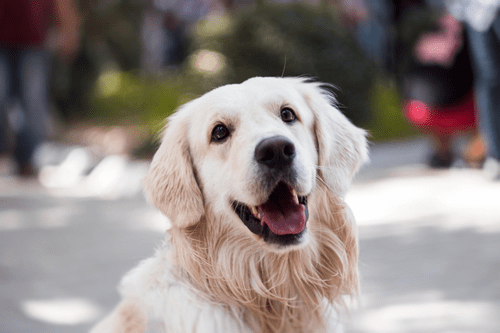 Kennelhoest honden