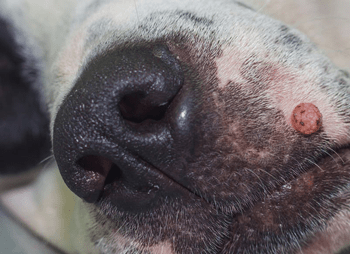 Wratten bij honden