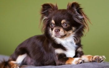 Incontinentie hond