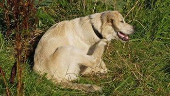 Atopie hond