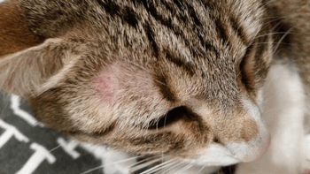 Haaruitval bij katten (kat alopecia)
