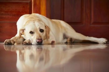 Hond geeft over