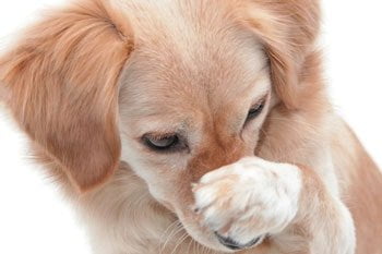 Mijn hond stinkt
