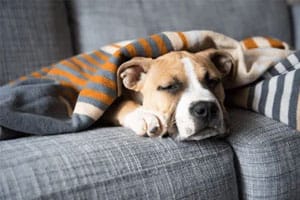 Ontstoken oog hond