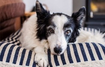 Artrose honden