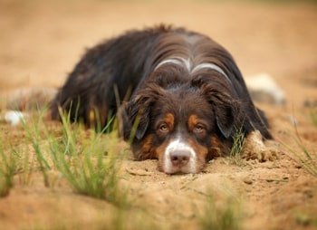 Darmontsteking hond