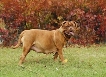 Hond zwanger of schijnzwanger