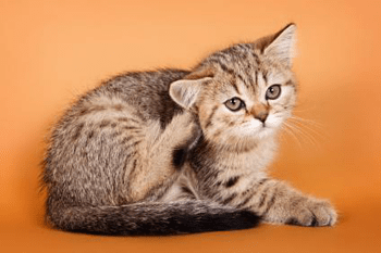Wanneer kitten ontvlooien