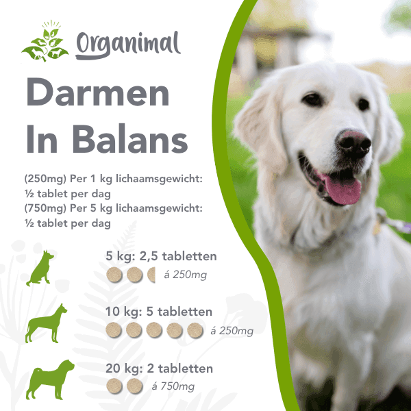 Darmen In Balans - Honden - Afbeelding 2