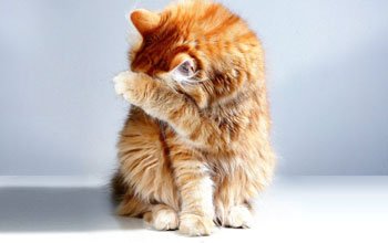 Allergie bij katten