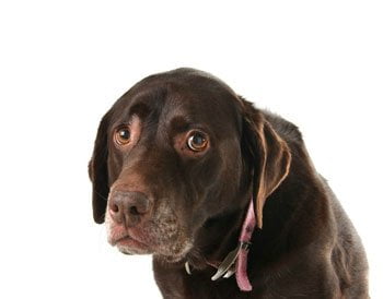 Angstige hond