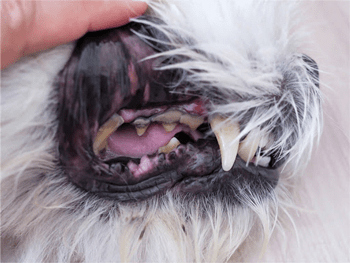 Ontstoken tandvlees hond