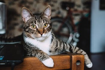 Probiotica kat