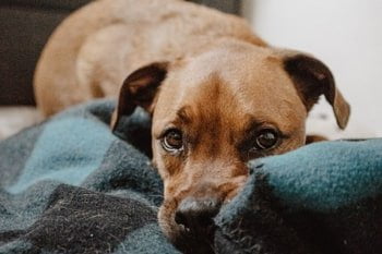 Giardia hond
