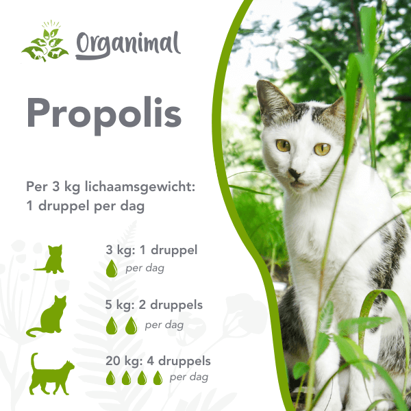 Organimal Propolis - Katten - Afbeelding 2