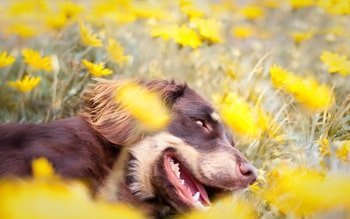 Propolis Hond