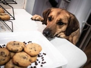 chocolade voor honden