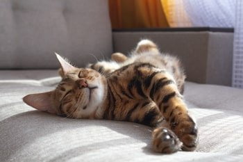 Voedselallergie kat