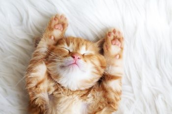 Oormijt kat