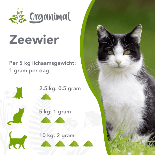 Organimal Zeewier - Katten - Afbeelding 2