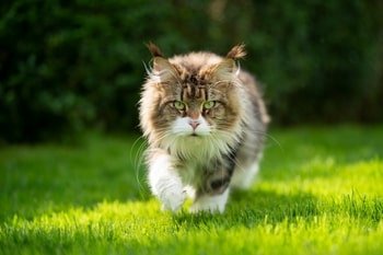 Abces kat