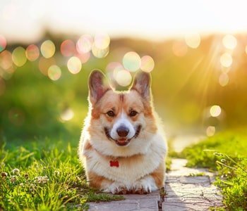 Zeewier Hond