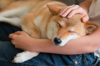 Help je hond ontspannen met de juiste gedragssupplementen