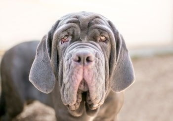 Ectropion hond