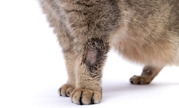 Ringworm kat
