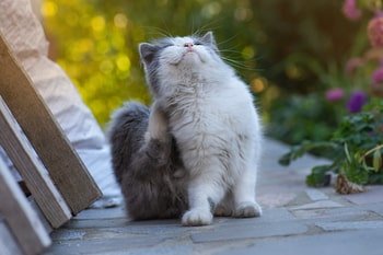 Vlooiendruppels Kat