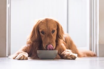 Schapenvet hond