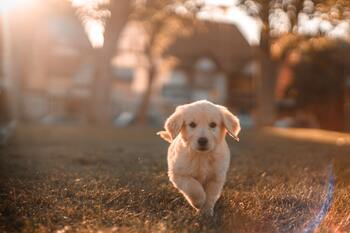 Hoe oud wordt een hond?