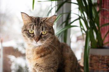 Visolie kat