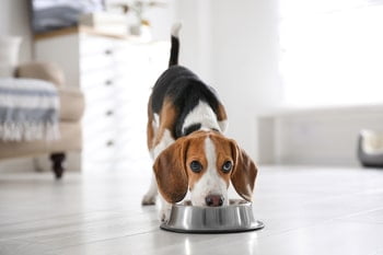 Wat mag een hond niet eten?