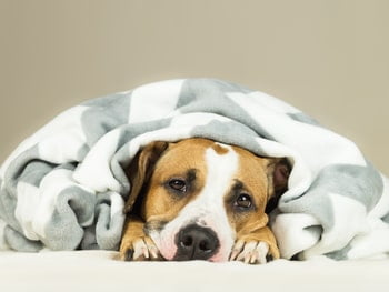Temperatuur hond