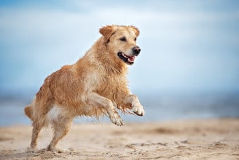 Glucosamine hond