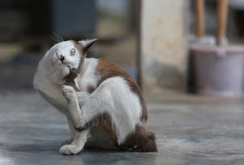 Hotspot kat