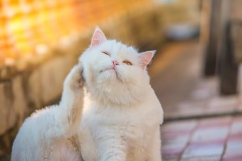 Eczeem kat