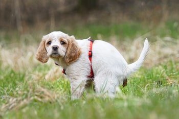 Hond diarree en overgeven