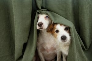 Vuurwerkangst honden