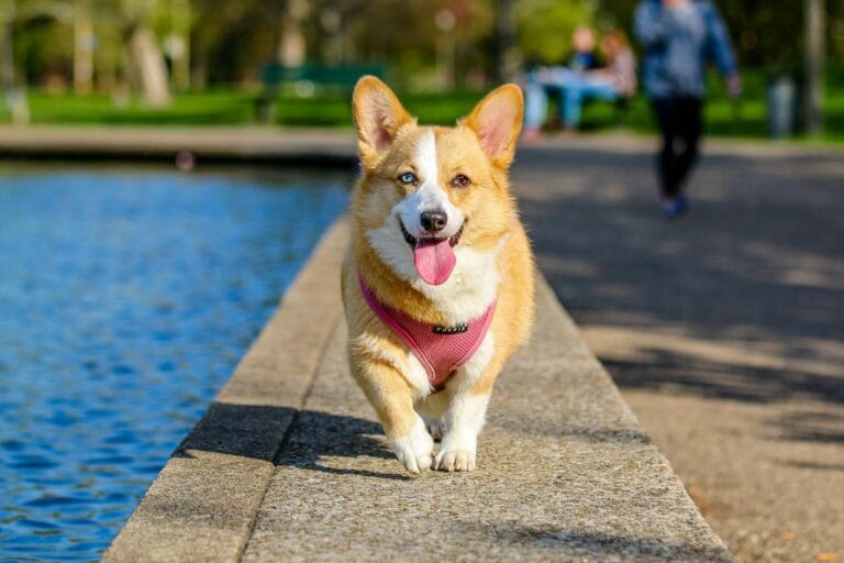  Wanneer moet je naar de dierenarts?