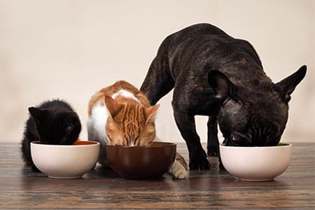 De voordelen uitgelegd van natuurlijke supplementen voor je hond of kat