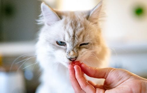 Zo houd je het gebit van je kat gezond