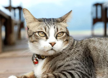 Veelgestelde vragen over kattenvoeding